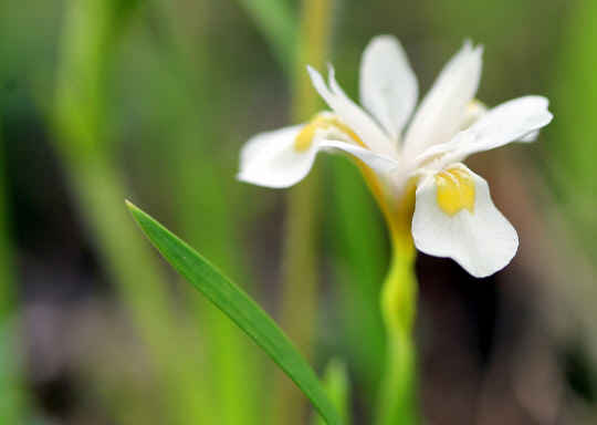 우리나라 특산식물 노랑무늬붓꽃이 지난 16일 '천상의 화원' 강원 태백시 금대봉 자락에 자태를 드러냈다.